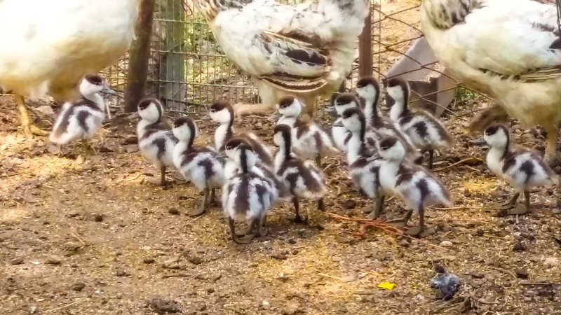 "Спасение очаровательных пуховичков": экологи вернули в среду птенцов дикой утки, которых приютили в одном из частных домов