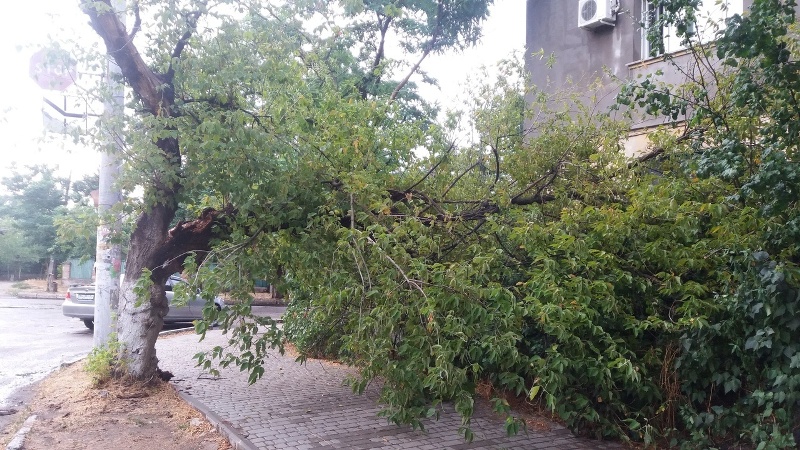 Ненастье в Аккермане: поваленные деревья, рухнувшие на дорогу ветки и оборванные провода.
