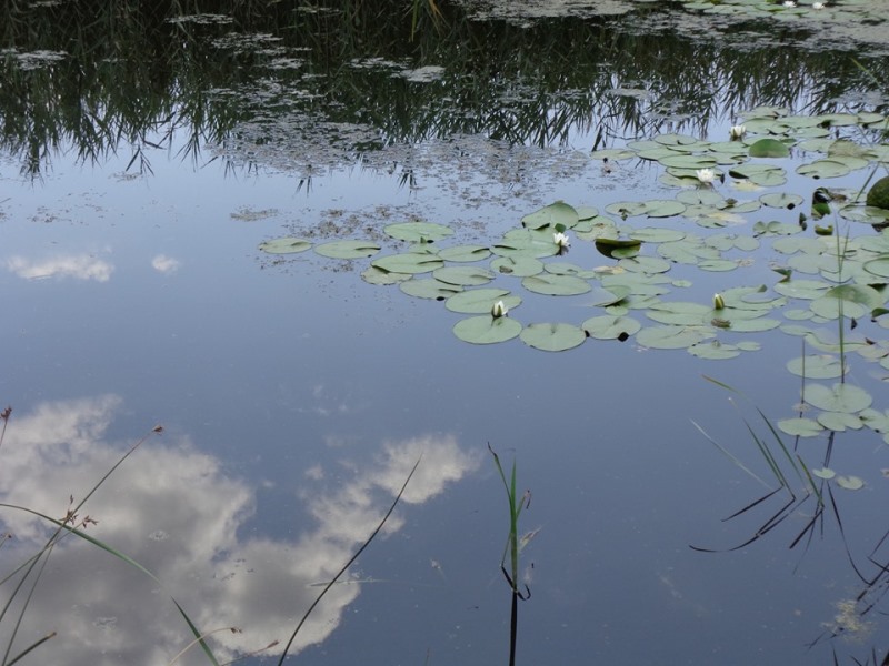 Проблема Придунайских озер является вопросом государственного уровня