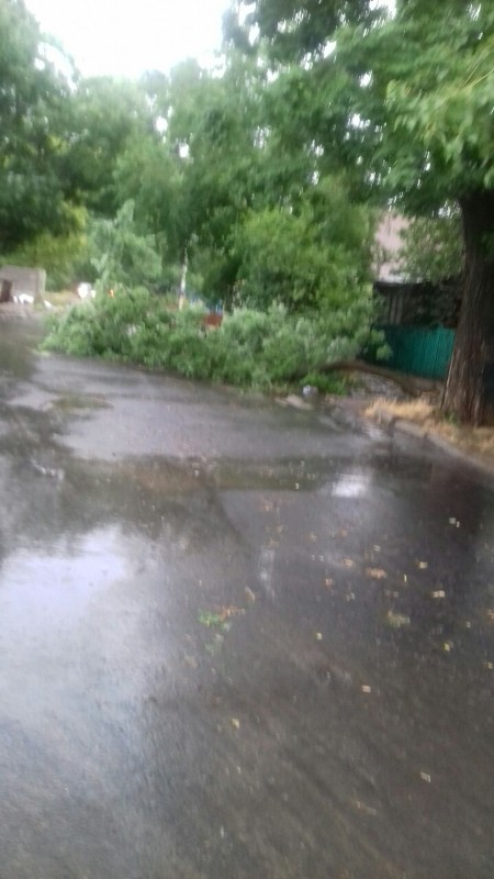 Непогода в Аккермане: поваленные деревья, рухнувшие на дорогу ветки и оборванные провода