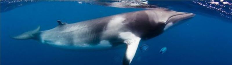 Дельфины и кит среди пластика и антибиотиков: насколько грязное Черное море?