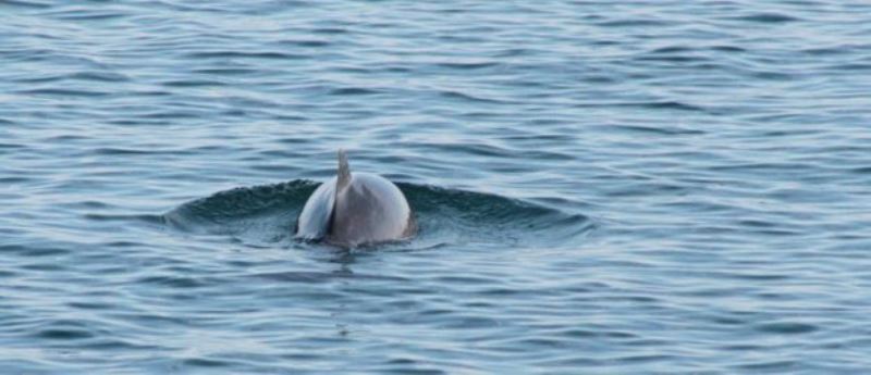 Дельфины и кит среди пластика и антибиотиков: насколько грязное Черное море?