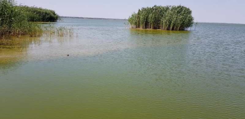 С каждым днем ​​ситуация только ухудшается: на озере Катлабух в Измаильском районе