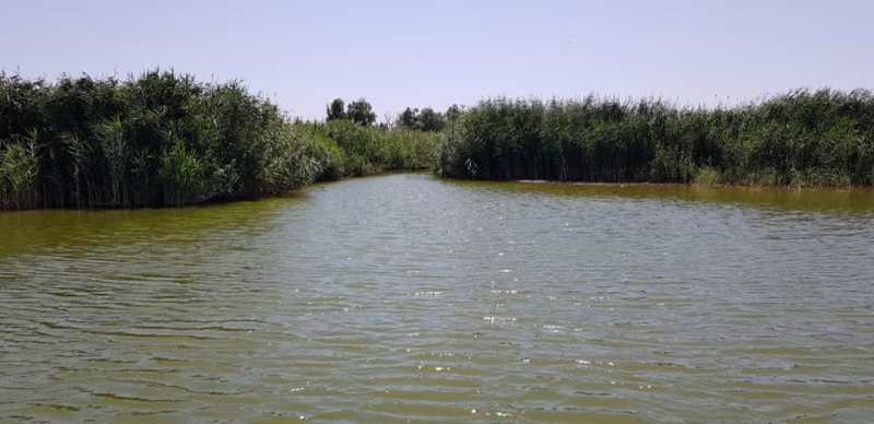 С каждым днем ​​ситуация только ухудшается: на озере Катлабух в Измаильском районе