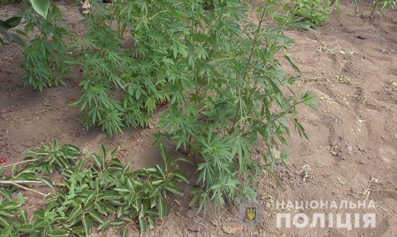 Пришли проверить условия жизни детей, а нашли коноплю: в Арцизском районе полиция разоблачила очередного "наркоагрария"