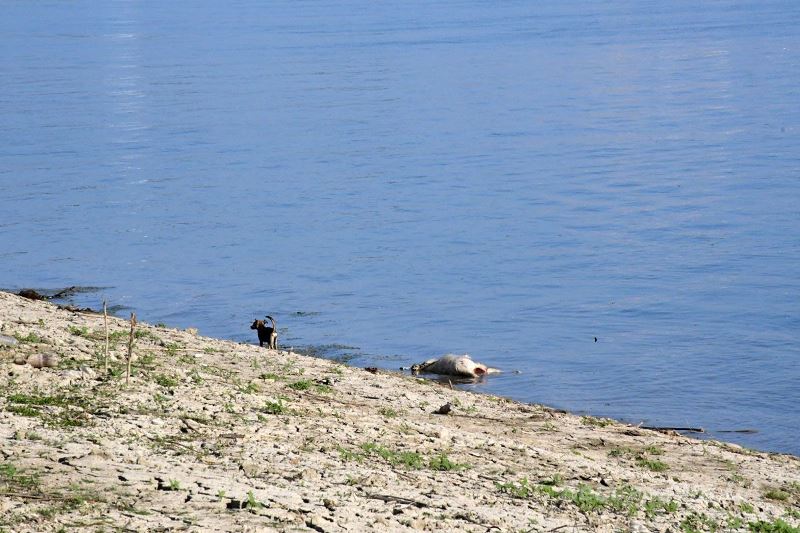 Воды Дуная выбрасывают на берег в районе Рены дохлых свиней - АЧС пока не подтвердили