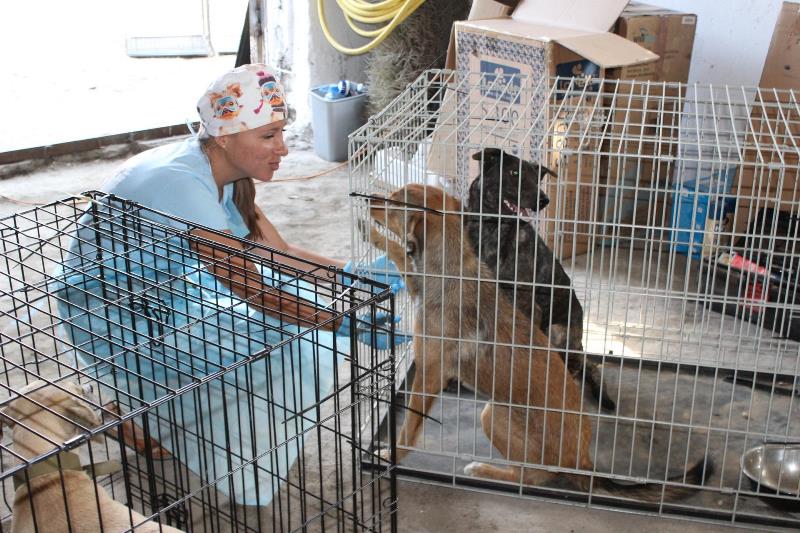 Гуманный способ контроля популяции: в Аккермане "4 лапы Украина" проводит стерилизацию бездомных животных