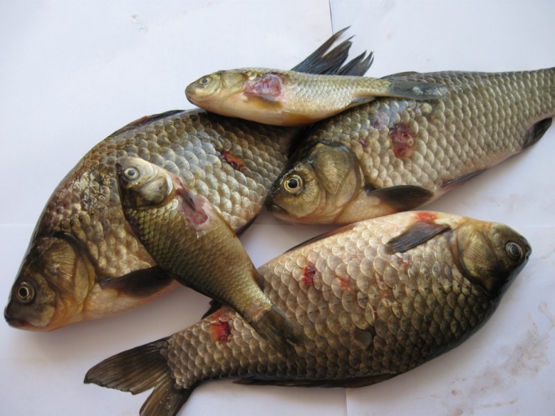 В Тарутинском пруду рыба поражена инфекционным заболеванием - местных жителей просят воздержаться от рыбалки
