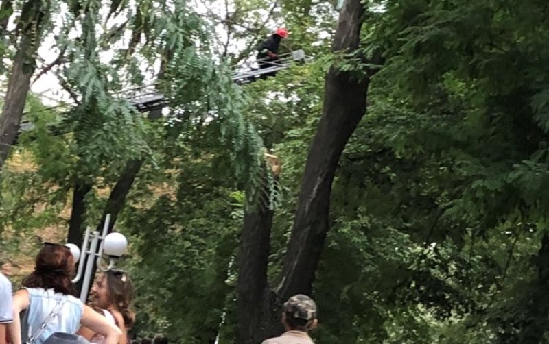Как в Измаиле Нацгвардия, полиция, спасатели и мэр снимали с дерева мужчину.