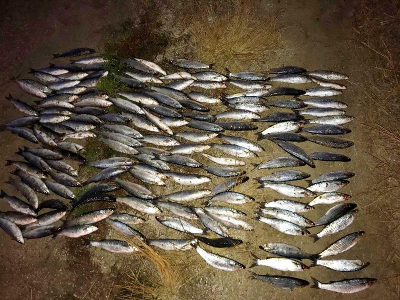 На озере Бурнас в Татарбунарском районе пограничники задержали браконьеров с уловом кефали почти на 90 тыс гривен