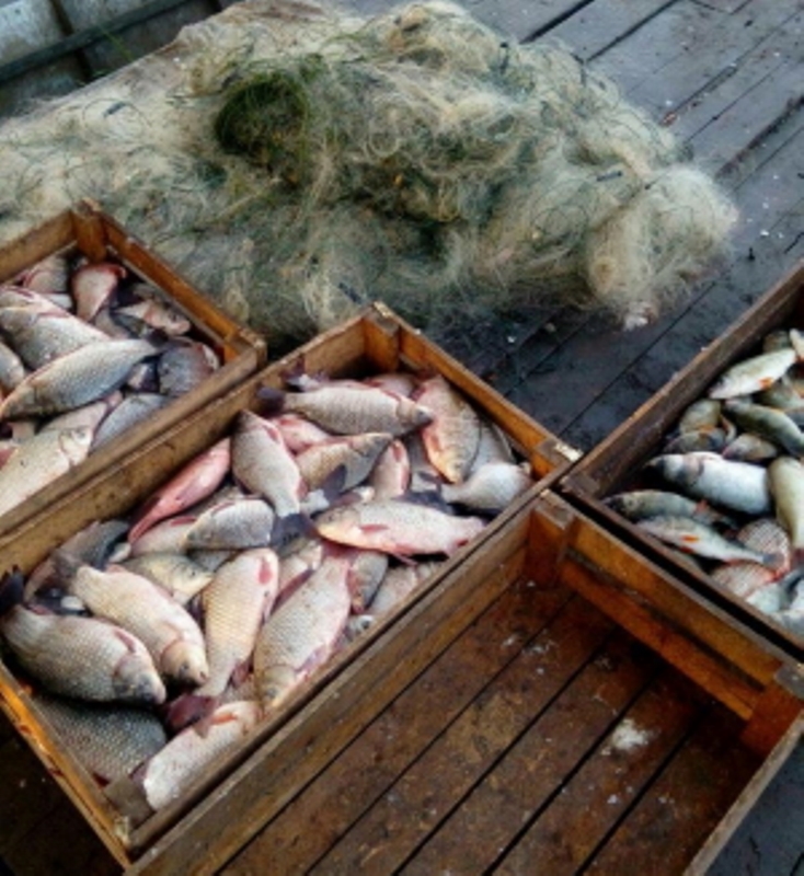 На озере Ялпуг в Ренийском районе браконьер ловил рыбу 13 сетками и нанес ущерб на более чем 12 тысяч гривен