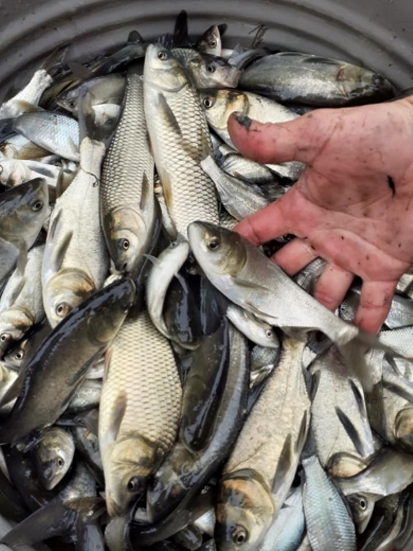 В Белгород-Днестровском районе начали зарыбление лимана – выпущено 3,3 тонны ценных видов рыб