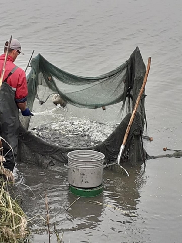 В Белгород-Днестровском районе начали зарыбление лимана – выпущено 3,3 тонны ценных видов рыб