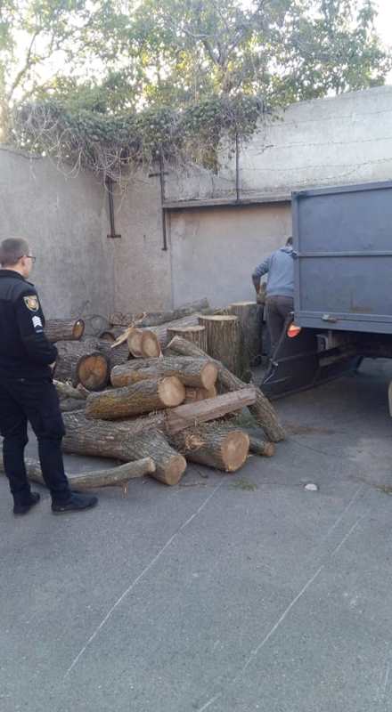 Недалеко от Татарбунар во время незаконной вырубки деревьев в лесополосе были задержаны двое мужчин