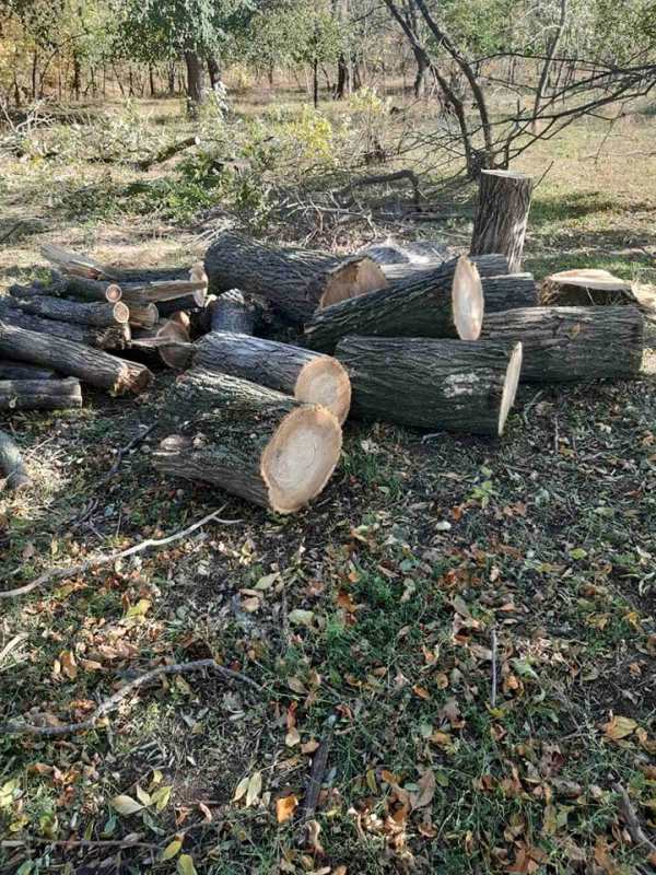 Недалеко от Татарбунар во время незаконной вырубки деревьев в лесополосе были задержаны двое мужчин