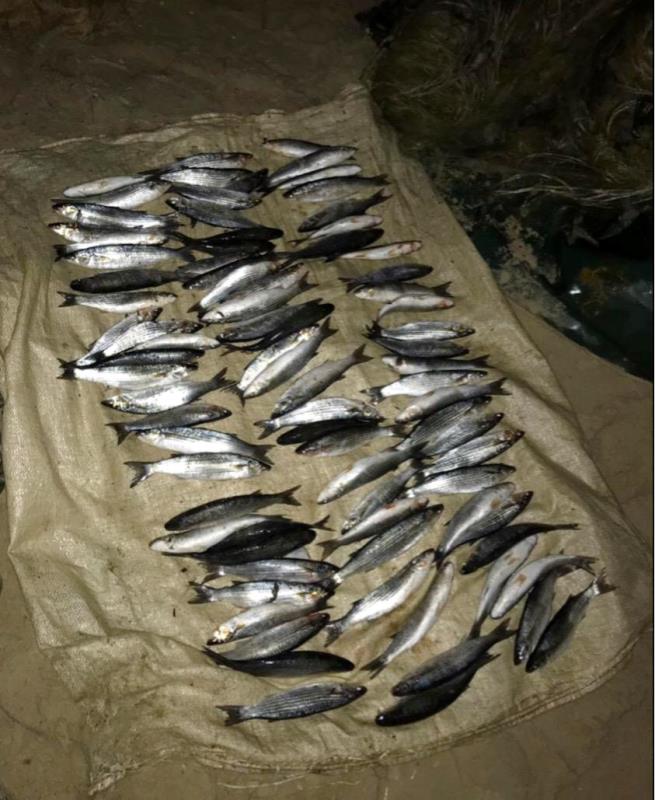 На озере Бурнас в Татарбунарском районе поймали двух браконьеров с уловом кефали на 48 тысяч гривен