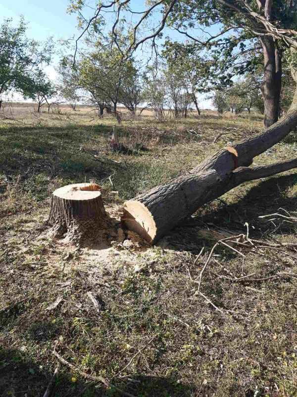 Недалеко от Татарбунара во время незаконной вырубки деревьев в лесополосе были задержаны двое мужчин.