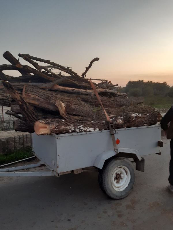 В Измаильском районе задержали местных жителей, которые незаконно спиливали деревья в лесополосе вдоль трассы Измаил-Килия