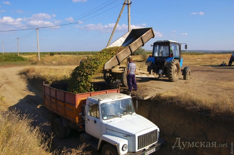 Кризис отрасли: виноделы юга Одесской области корчуют виноградники и подумывают о переходе на коньячные спирты