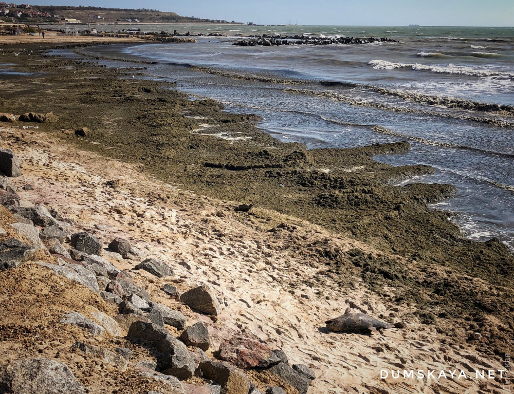 Гниющий пляж в Одесской области: водоросли, вонь и мертвый дельфин.
