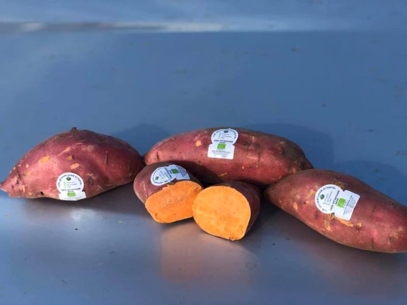 Уникальный органический батат, выращенный в Измаильском районе, теперь можно приобрести в супермаркетах Украины