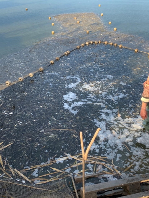 Завершилось зарыбление озера Ялпуг-Кугурлуй - водоем пополнился 79 тоннами малька