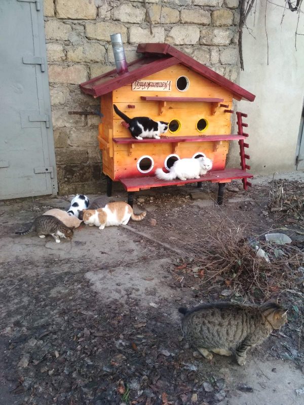 В Арцизе построили общежитие для бездомных котов