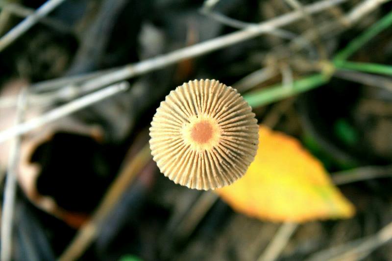 Зимние аномалии: в Татарбунарском районе на территории нацпарка "Тузовские лиманы" в январе выросли грибы