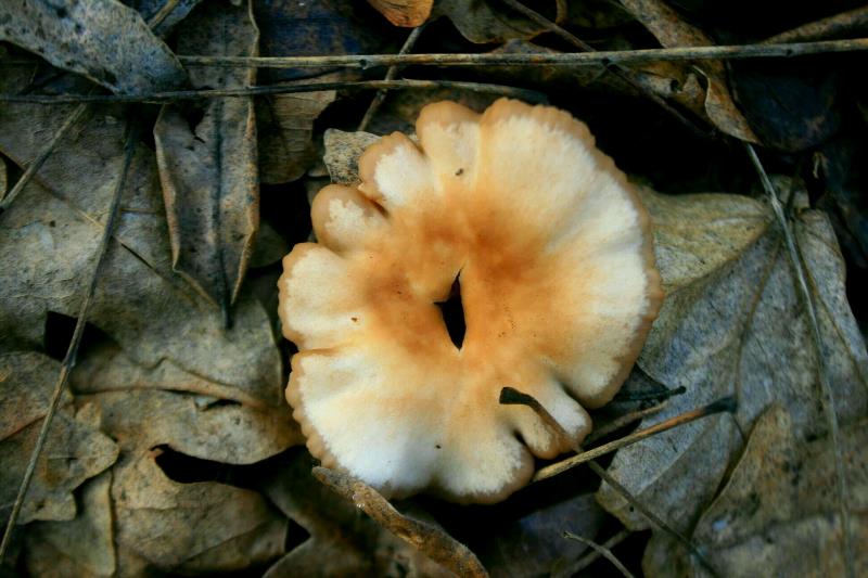 Зимние аномалии: в Татарбунарском районе на территории нацпарка "Тузовские лиманы" в январе выросли грибы