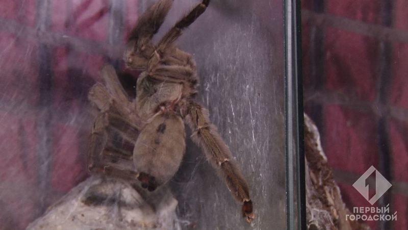 Жуткое хобби: в квартире одессита проживает около тысячи пауков, половина из которых - ядовитые