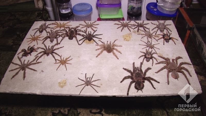 Жуткое хобби: в квартире одессита проживает около тысячи пауков, половина из которых – ядовитые.