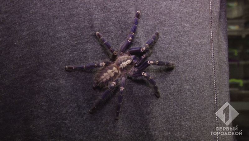 Жуткое хобби: в квартире одессита проживает около тысячи пауков, половина из которых - ядовитые