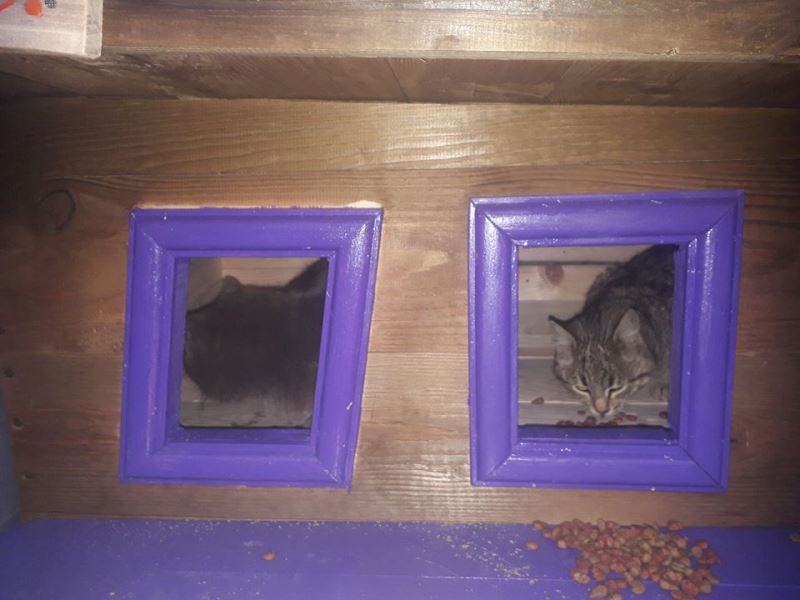 "Общежитие №2": в Арцизе появился еще один домик для бездомных кошек