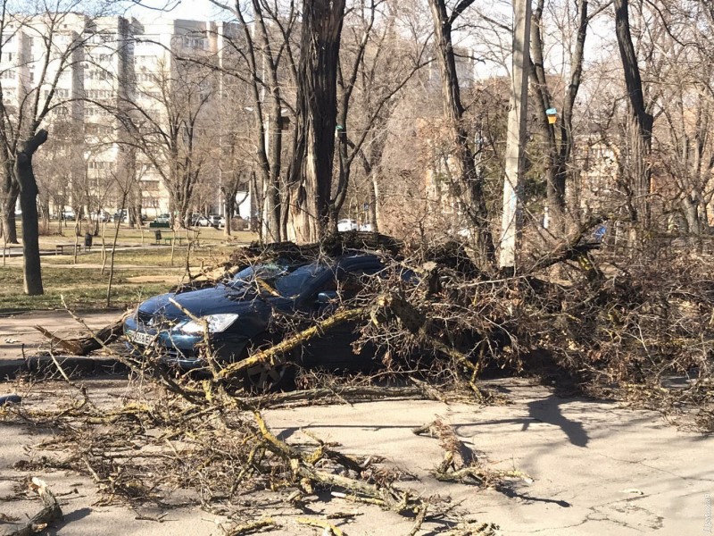 Поваленные деревья, поврежденные машины и сорванные крыши: в Одессе и области разгулялась стихия.