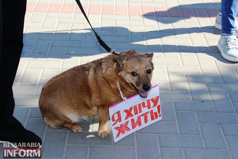 Измаильская "Грета Тунберг", собаки с табличками "Не убивай" и обвиненные в догхантерстве