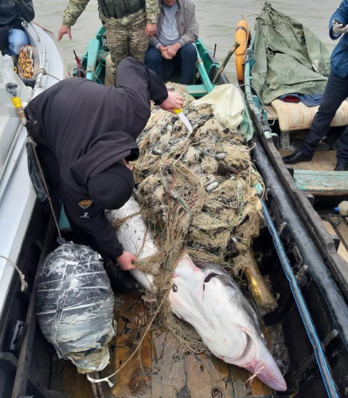 В районе Вилково браконьер бросился с ножом на пограничников, чтобы защитить улов - белугу с икрой на десятки тысяч долларов