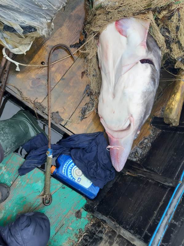 В районе Вилково браконьер бросился с ножом на пограничников, чтобы защитить улов - белугу с икрой на десятки тысяч долларов