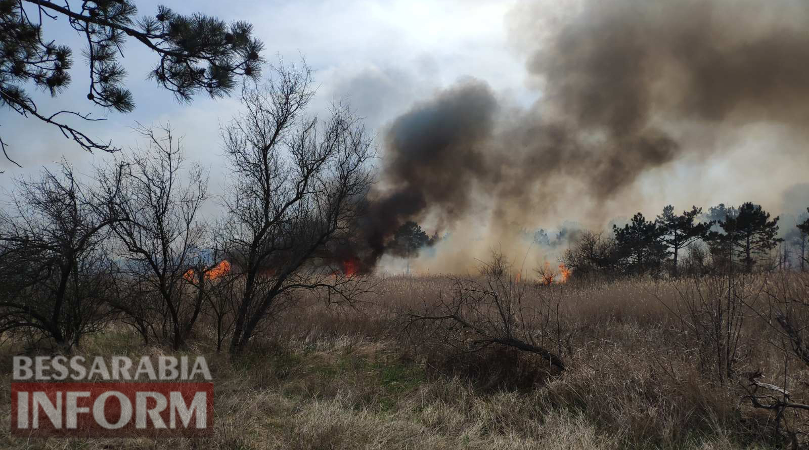 На территории Вилковского лесничества вспыхнуло два пожара за один день. С начала года их уже восемь, выгорело 75 га