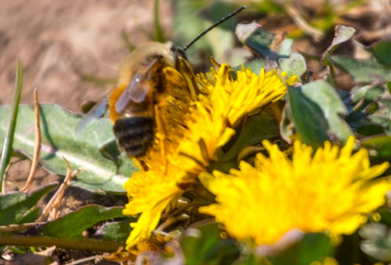 Татарбунарский р-н: миллионы диких пчел заполонили прибрежные зоны в нацпарке "Тузловские лиманы"