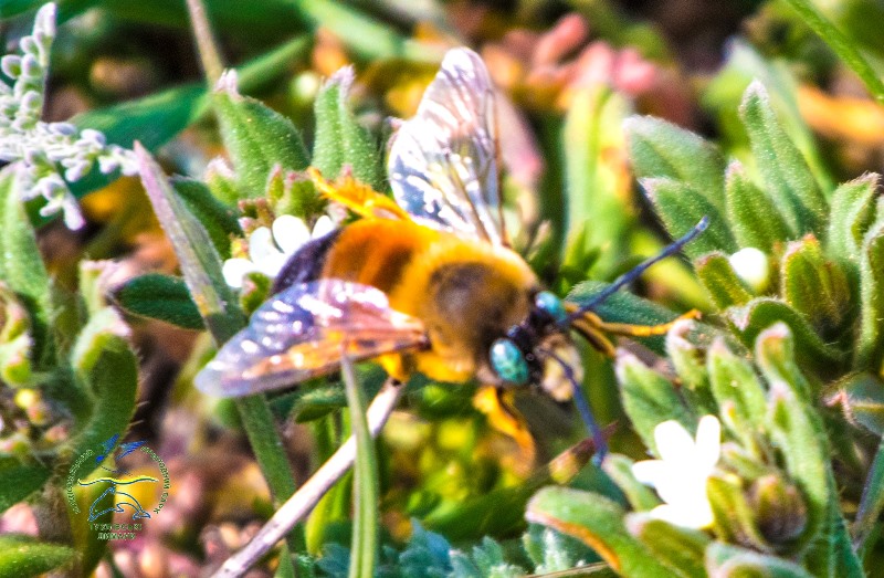 Татарбунарский р-н: миллионы диких пчел заполонили прибрежные зоны в нацпарке "Тузловские лиманы"