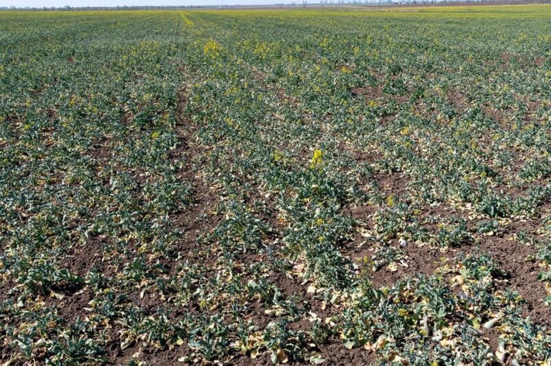 Без слез не глянешь: из-за засухи в Бессарабии погибает урожай озимых зерновых и рапса.