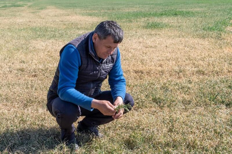 Без слёз не глянешь: из-за засухи в Бессарабии погибает урожай озимых зерновых и рапса - шокирующее видео с полей