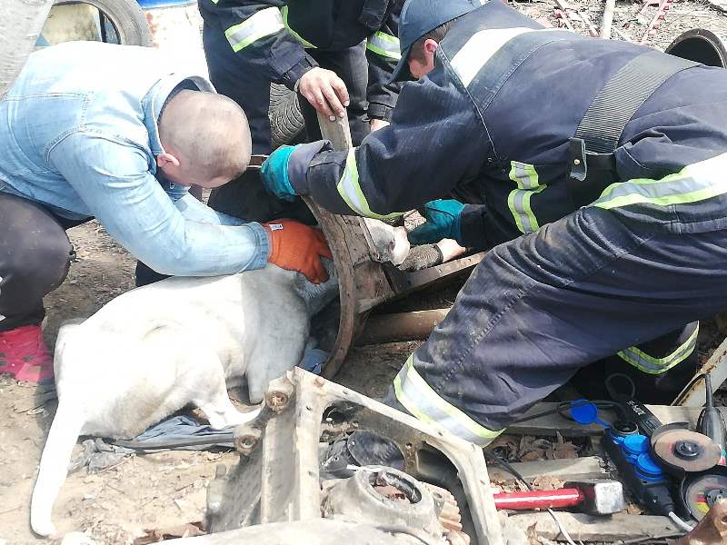 В Белгород-Днестровском районе спасли собаку, которая застряла в коробке передач от МАЗа