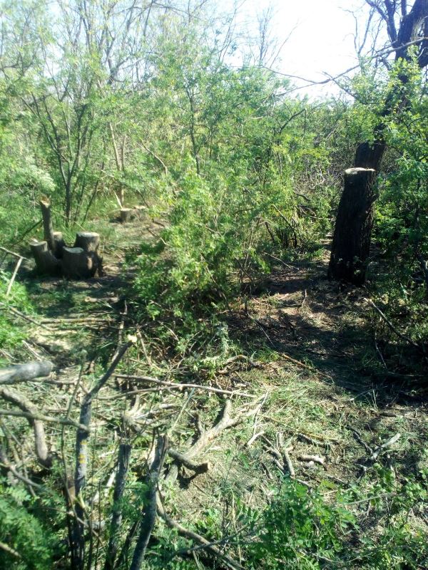 В Тарутинском районе задержали пятерых "лесорубов"