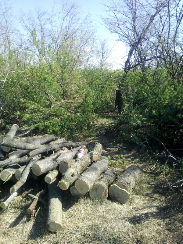 Успели нагрузить целый грузовик древесины: в Тарутинском районе задержали пятерых "лесорубов"