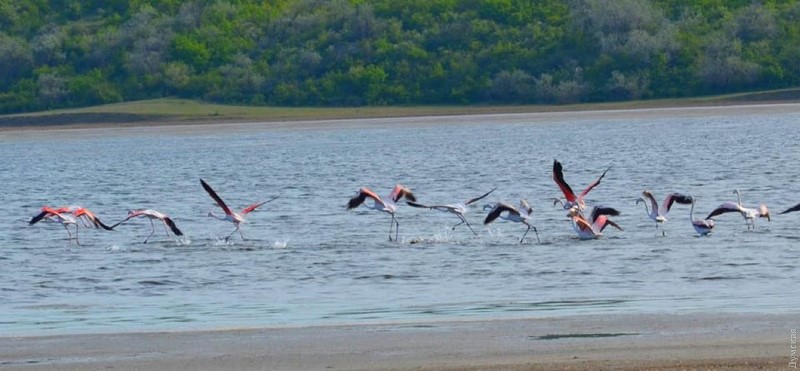 "Мы переходим в субтропики": в Одесскую область из Африки прилетела целая стая розовых фламинго