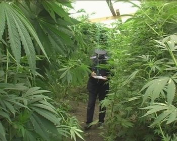 Конопля белгород смертельная доза марихуана