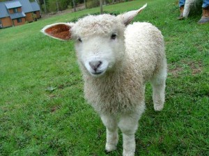 Fuzzy-Little-Lamb-20