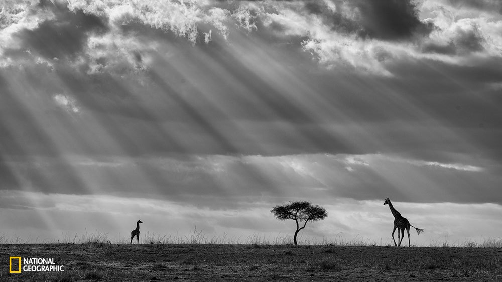 A baby giraffe seems to call the mother under an incredible sky full of sun rays.