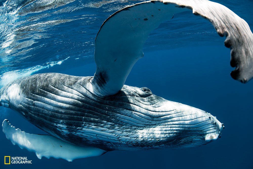 A large, inquisitive and almost dangerously playful female Humpback whale calf measures me with her pectoral fin. This image was captured on a very wide fisheye lens, which doesnít quite show how close she really is. By measuring how close I am she can determine if her tail is going to come in contact with me as she swims past.